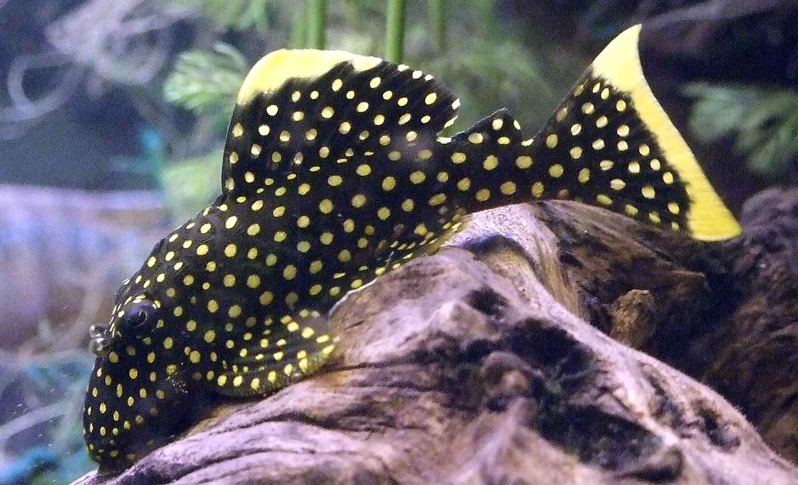 Gold Nugget Pleco (Baryancistrus xanthellus)
