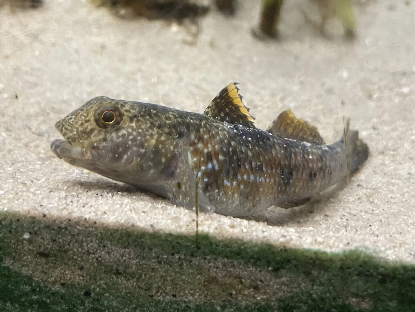 Dusky frillgoby (Bathygobius fuscus)
