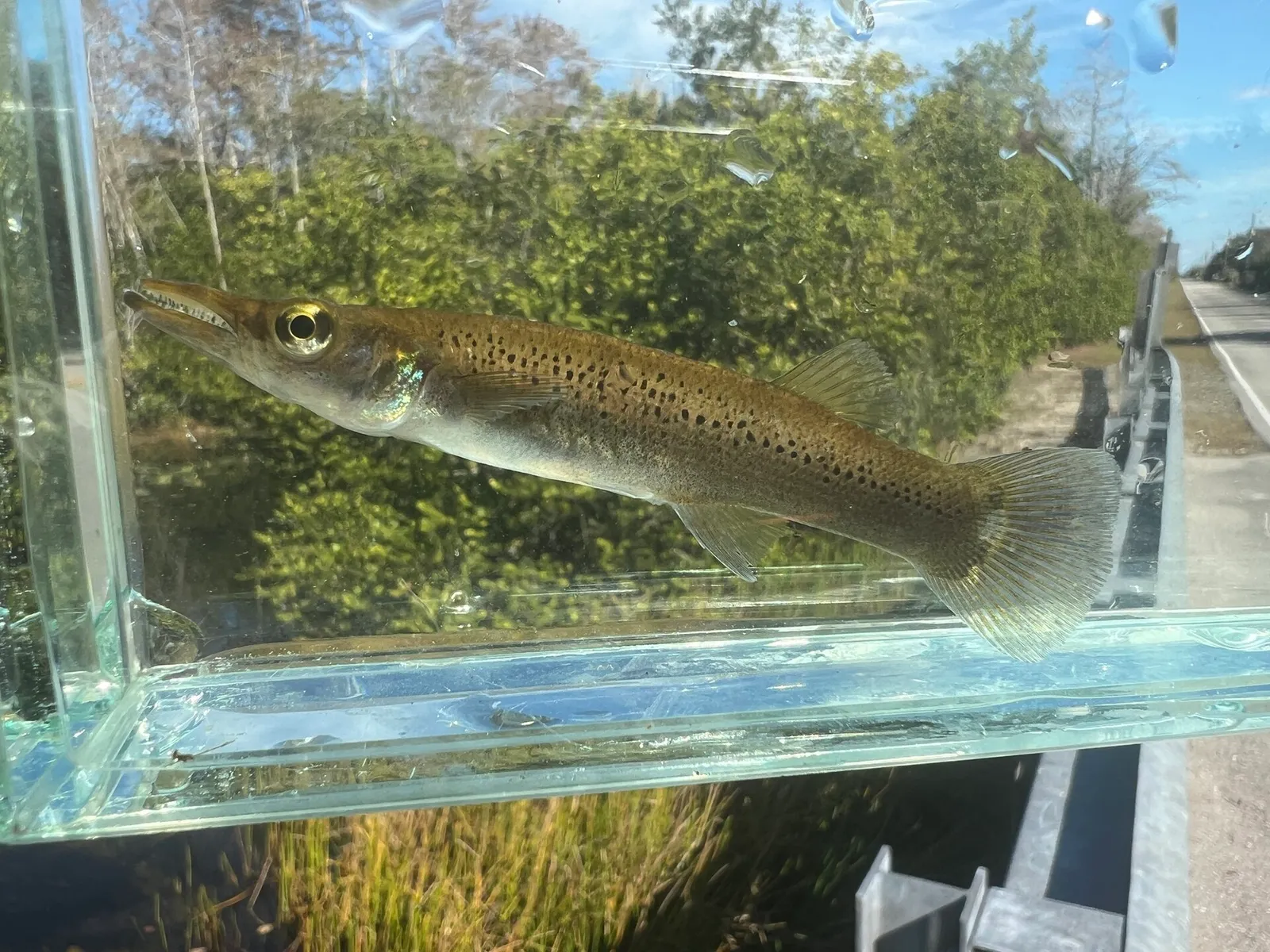 Pike killifish (Belonesox belizanus)
