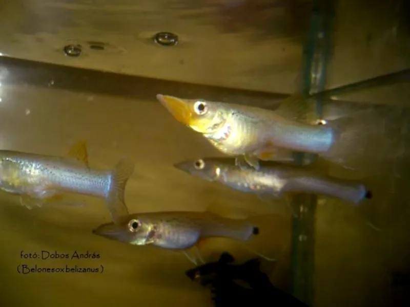 Pike killifish (Belonesox belizanus)