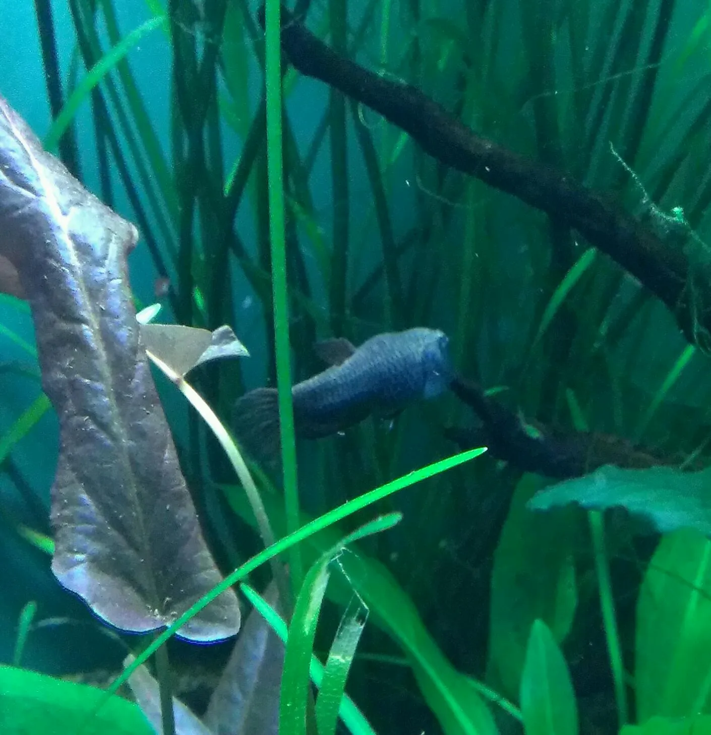 Whiteseam fighter (Betta albimarginata)