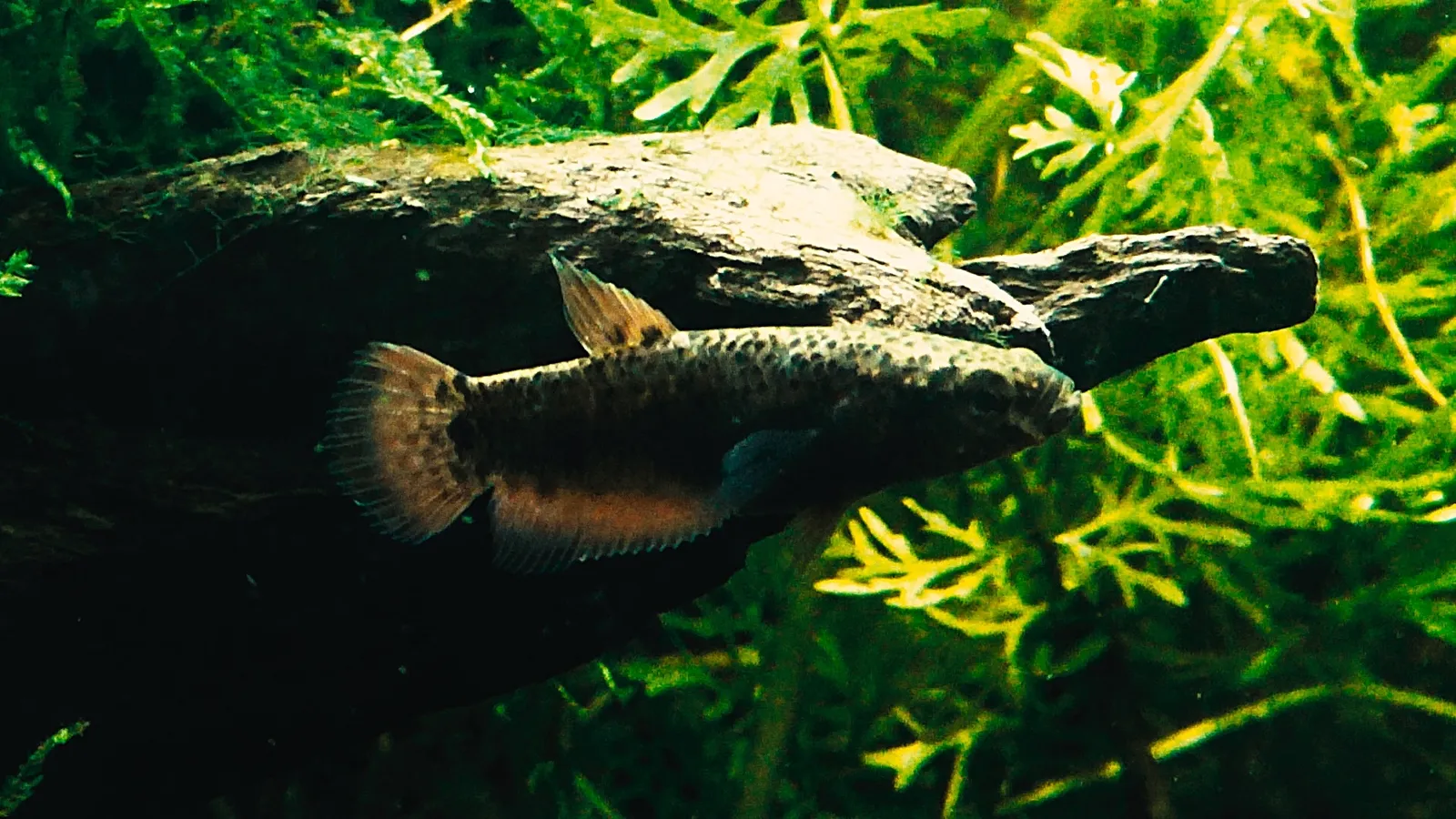 Snakehead Betta (Betta channoides)
