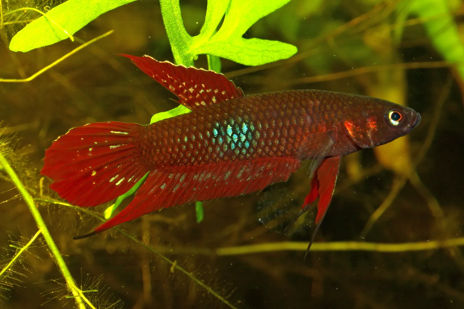 Wine red betta (Betta coccina)