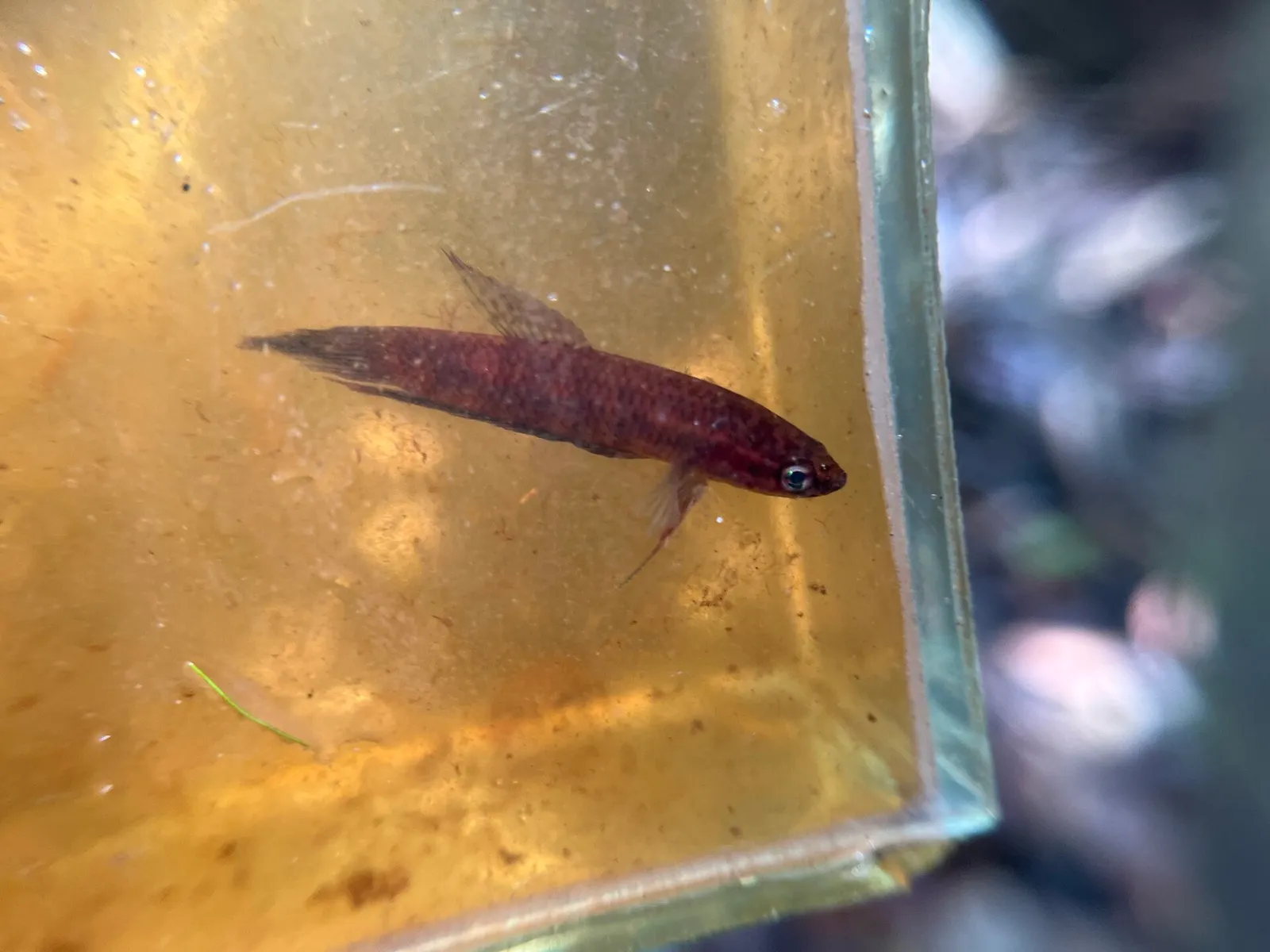 Betta livida