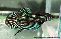 Mahachai fighter (Betta mahachaiensis)