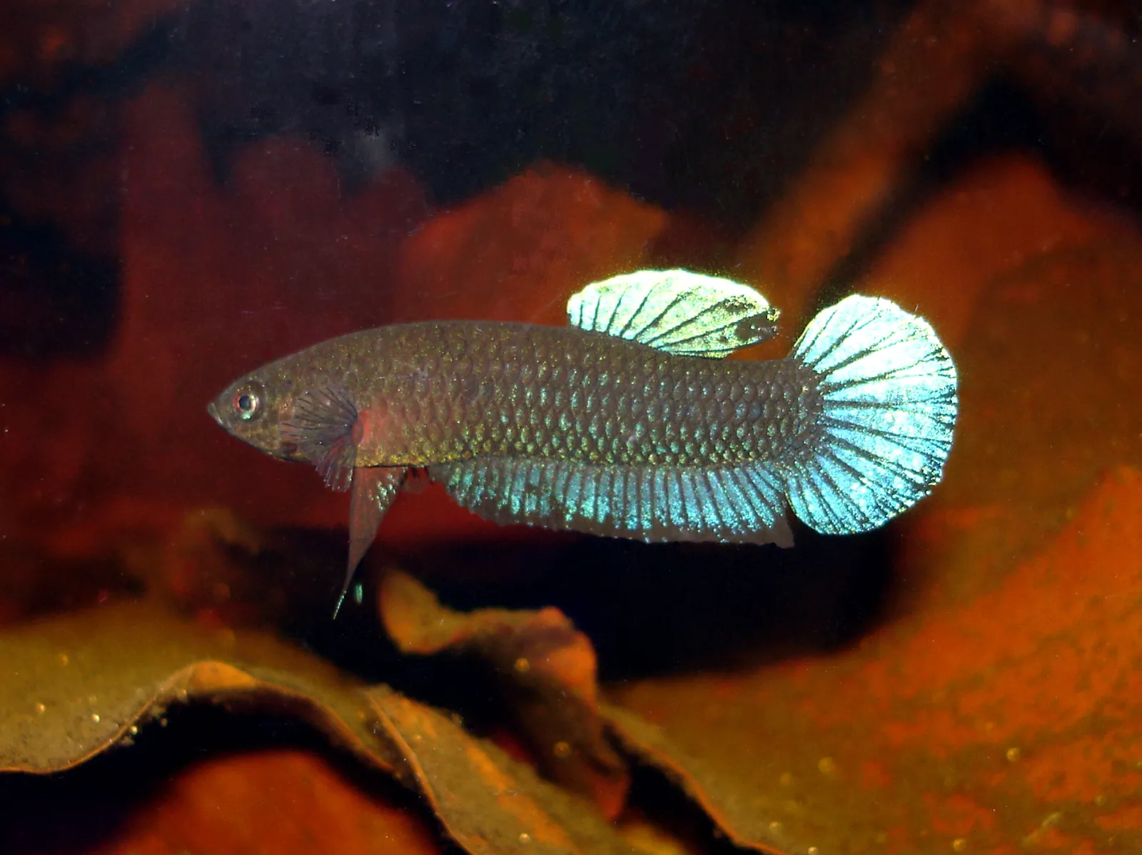 Black Betta (Betta persephone)