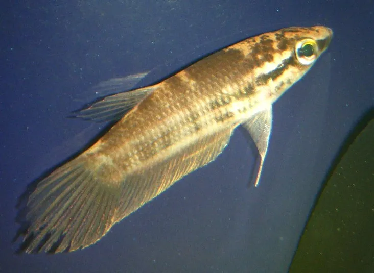Penang Betta (Betta pugnax)