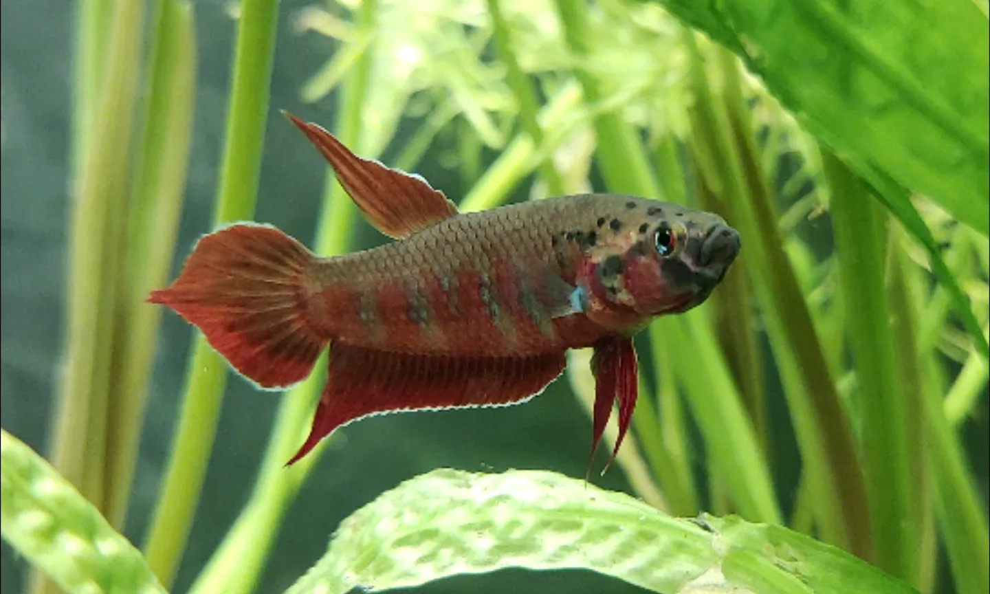 Toba betta (Betta rubra)