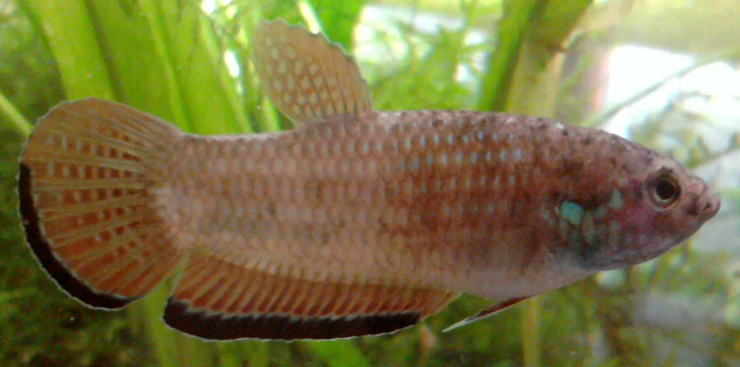 Krabi betta (Betta simplex)