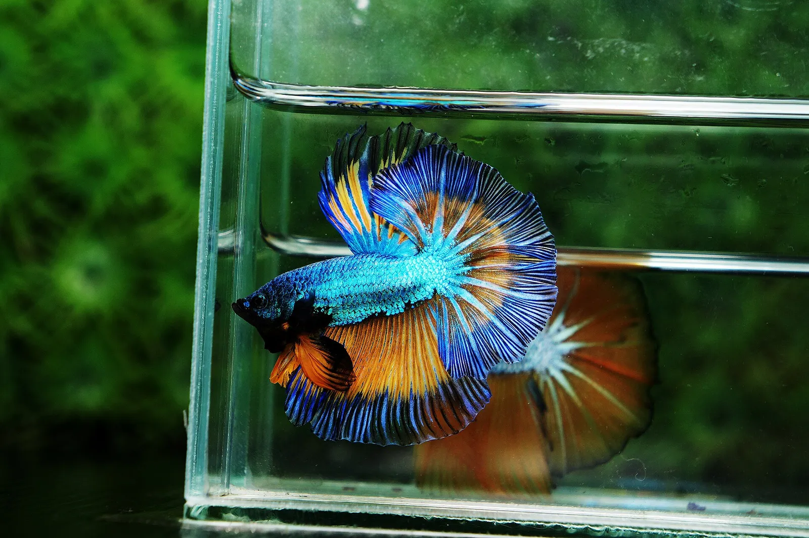 Siamese fighting fish (Betta splendens)