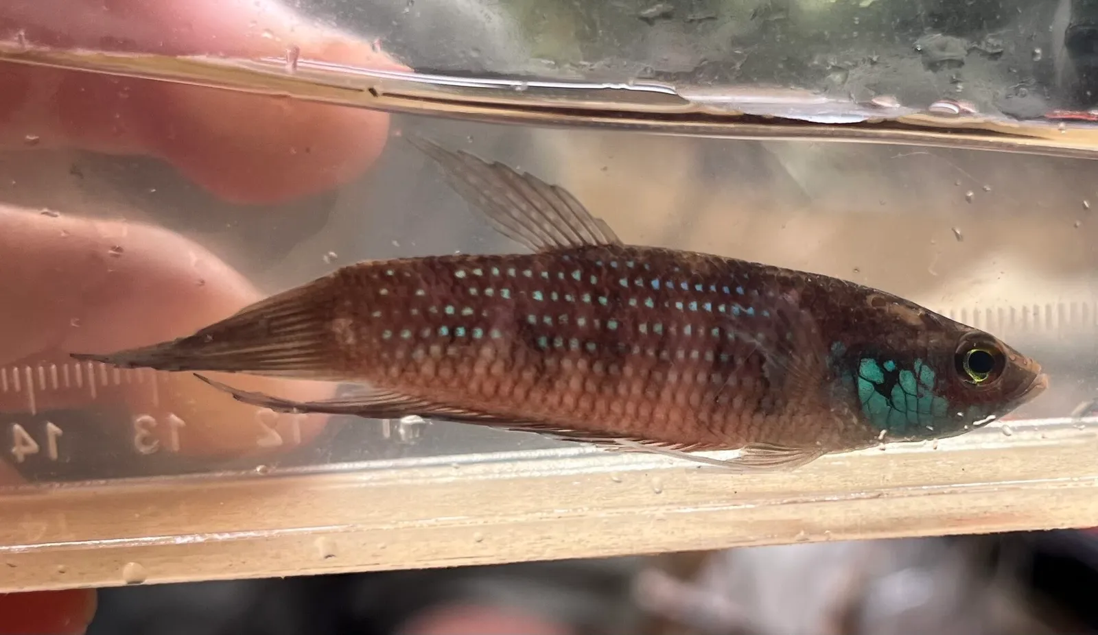 Betta stigmosa