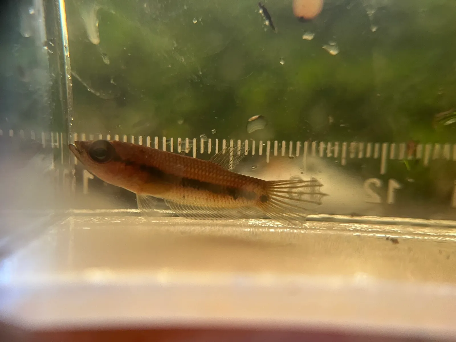 Betta tomi