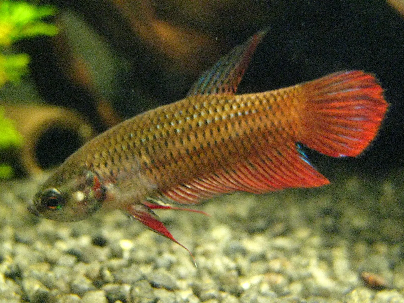 Tussy's betta (Betta tussyae)
