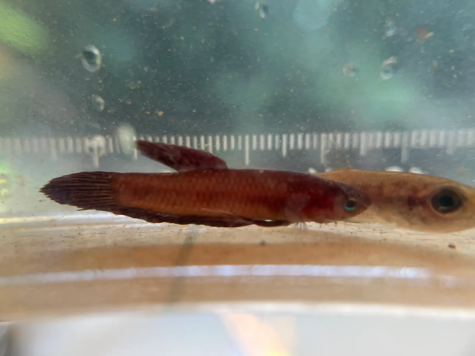 Tussy's betta (Betta tussyae)