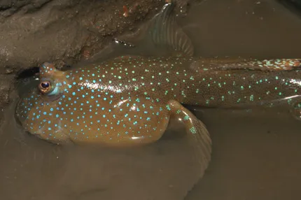 Blue-spotted mudskipper (Boleophthalmus caeruleomaculatus)