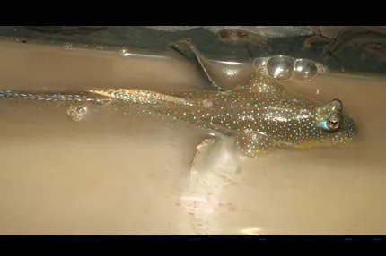 Blue-spotted mudskipper (Boleophthalmus caeruleomaculatus)