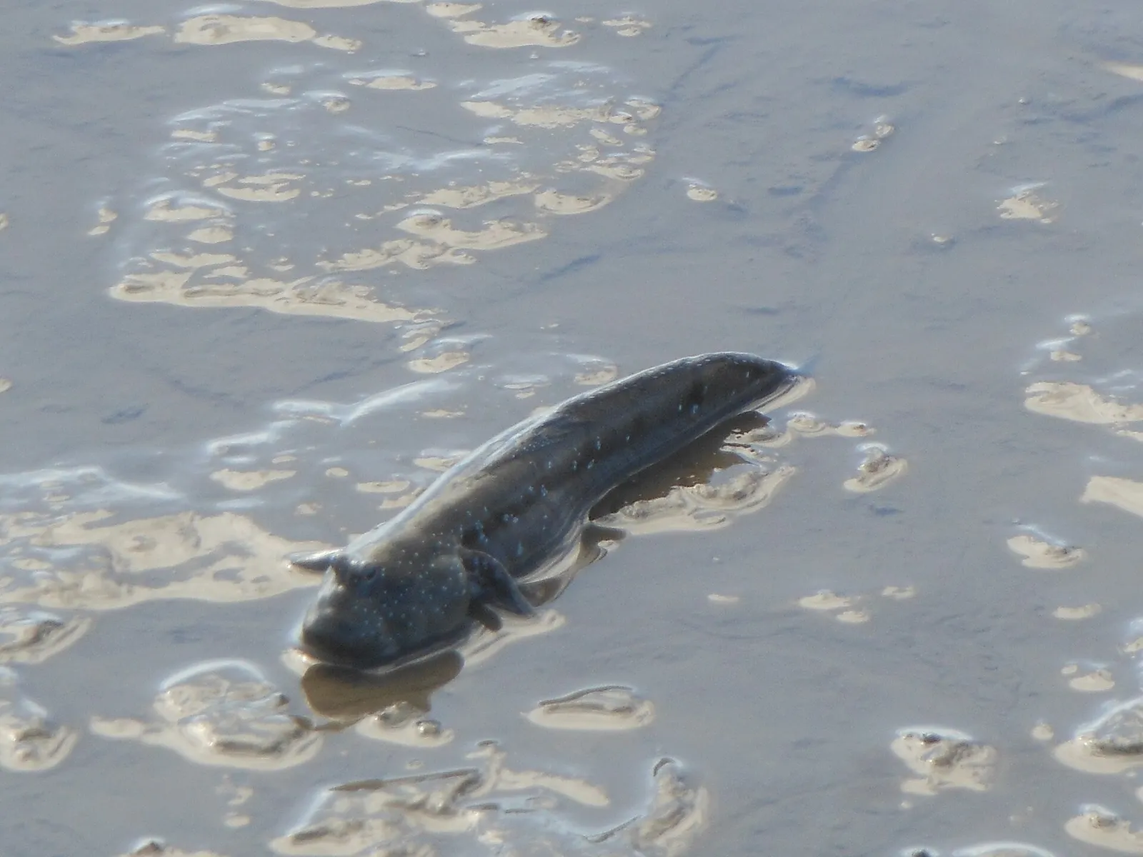 Great blue-spotted mudskipper (Boleophthalmus pectinirostris)