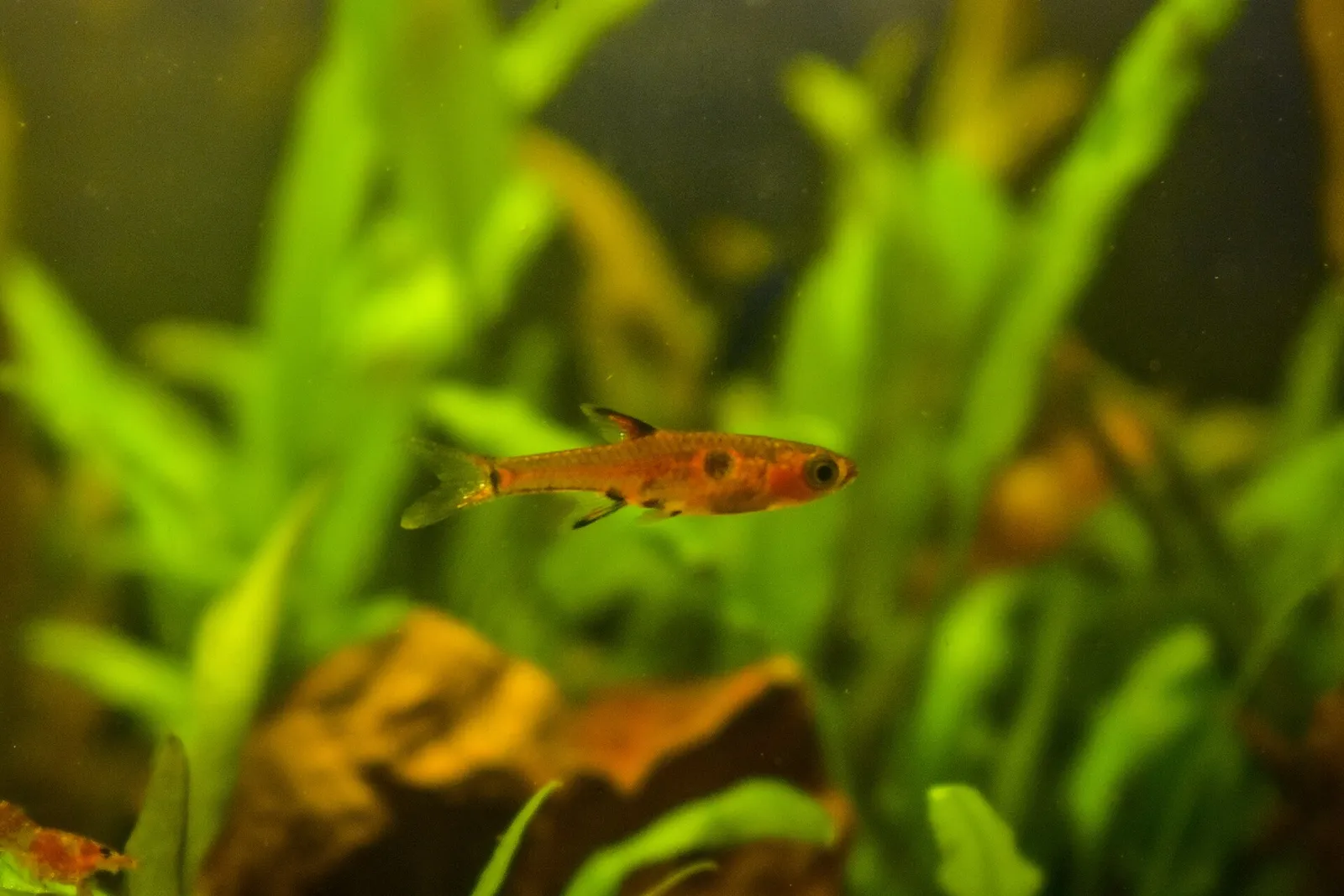 Dwarf rasbora (Boraras maculatus)