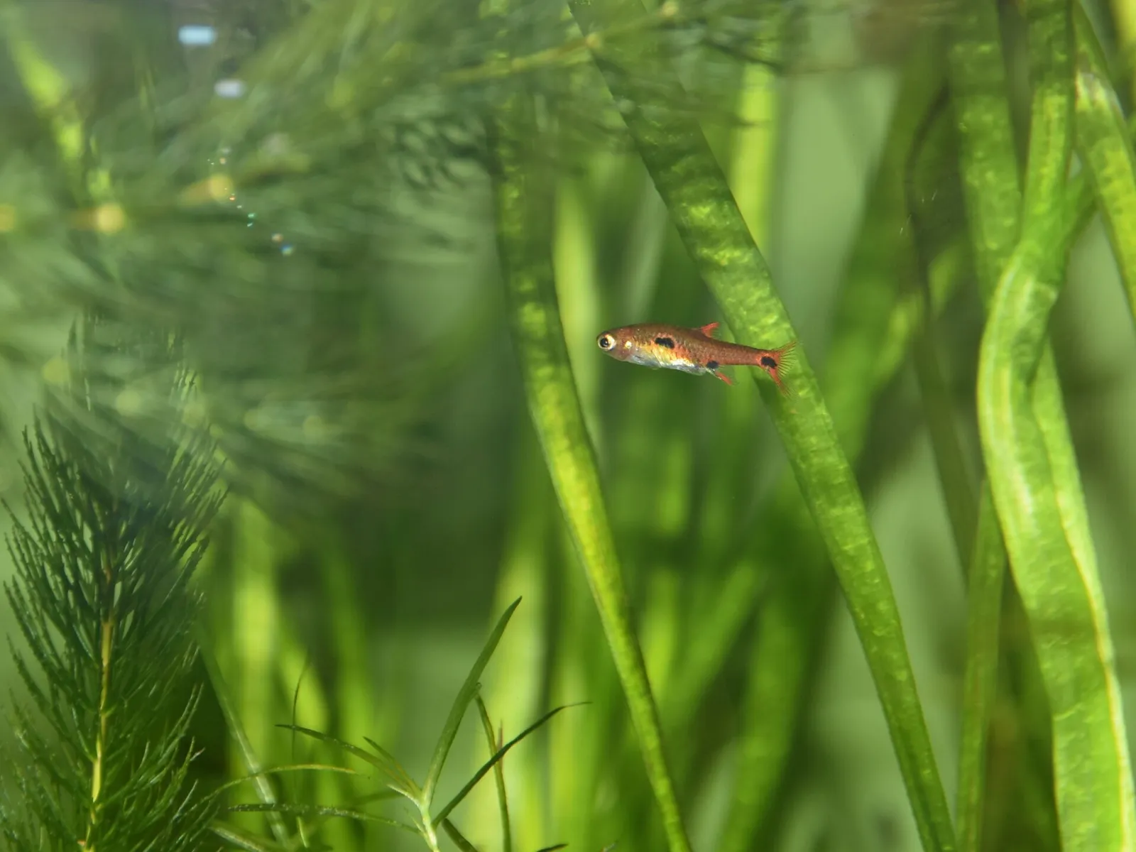 Dwarf rasbora (Boraras maculatus)
