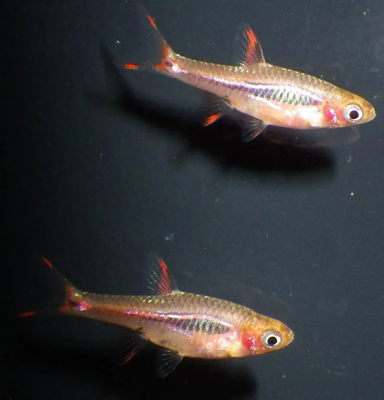 Phoenix rasbora (Boraras merah)