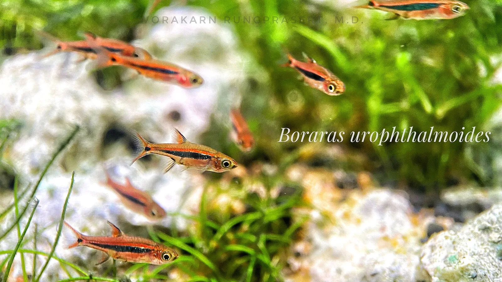 Exclamation-point rasbora (Boraras urophthalmoides)