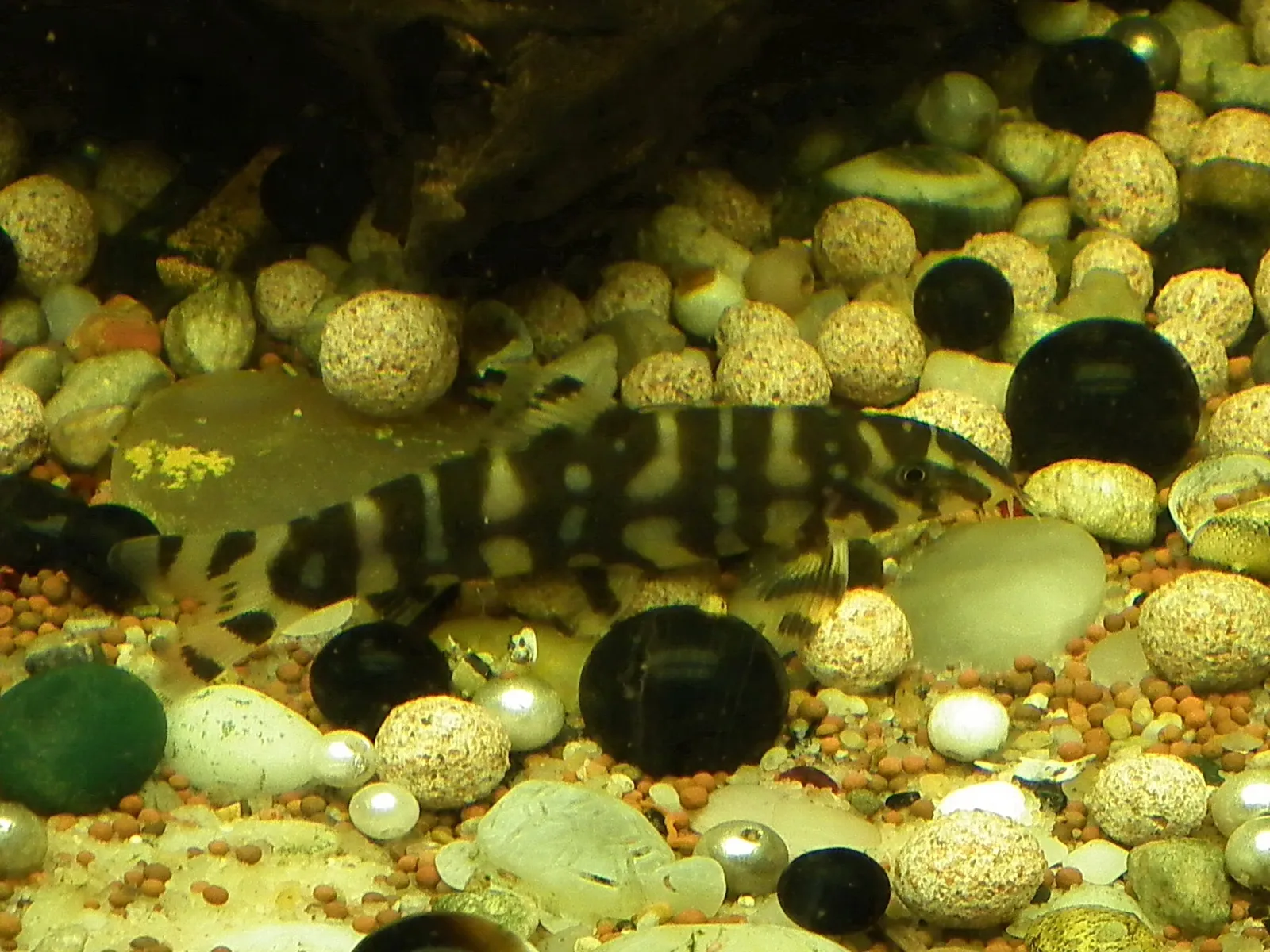 Yoyo loach (Botia almorhae)