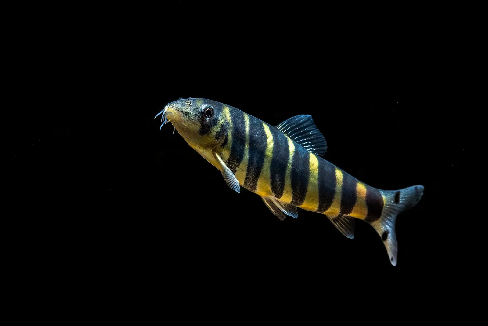 Queen loach (Botia dario)