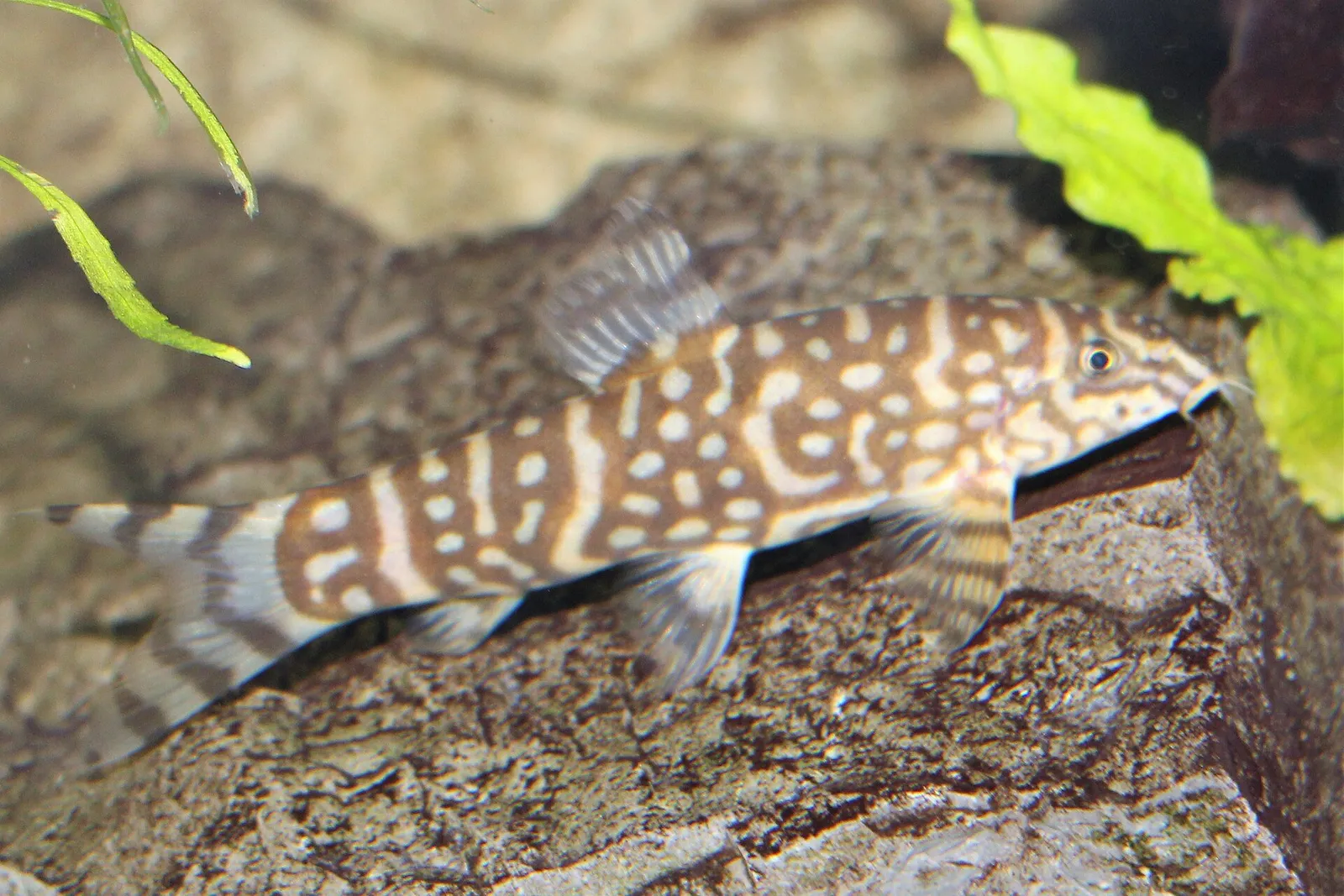 Queen loach (Botia dario)