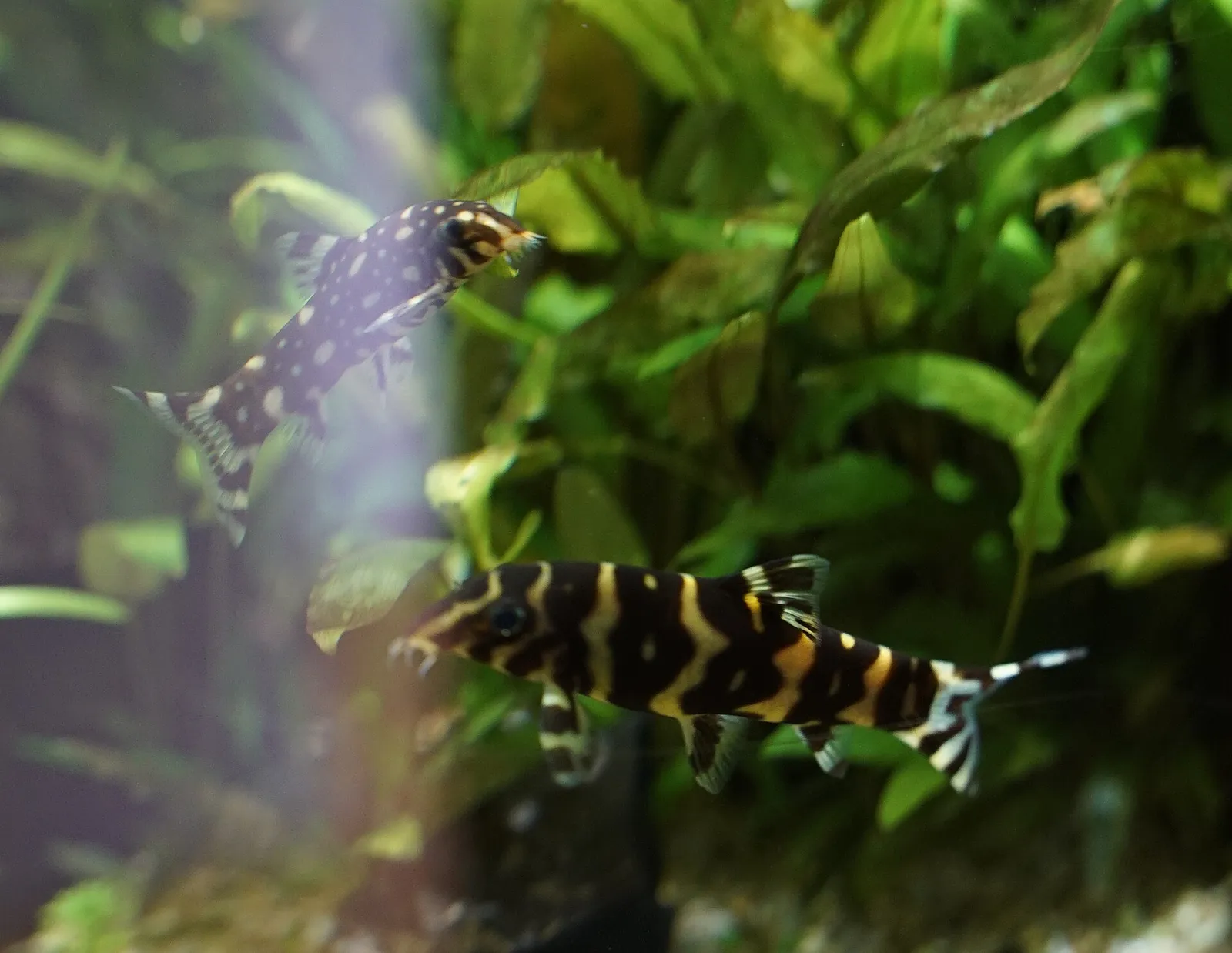 Spotted loach (Botia histrionica)
