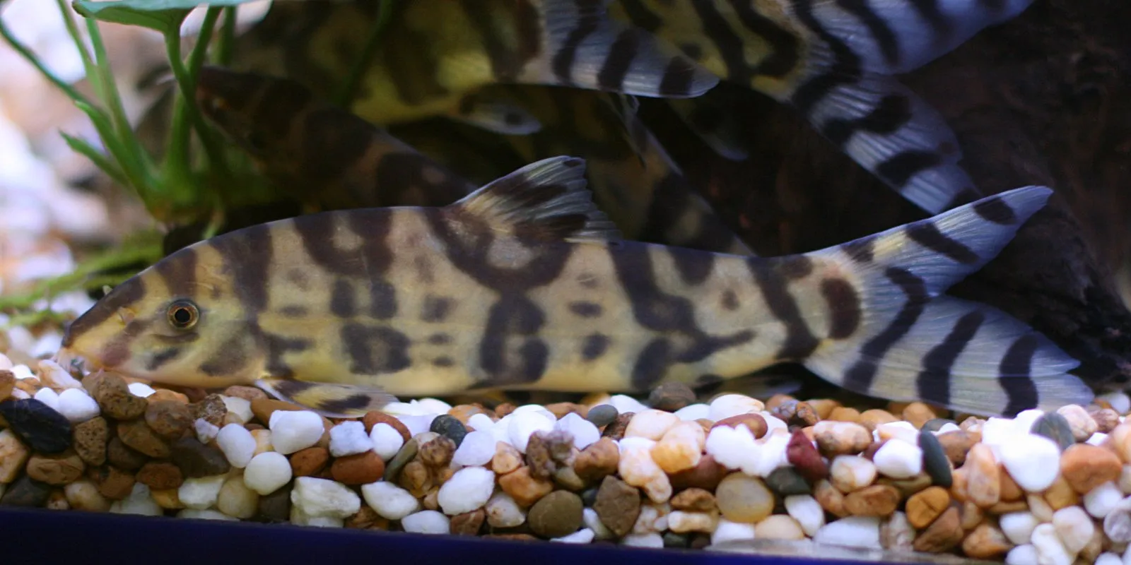 Spotted loach (Botia histrionica)