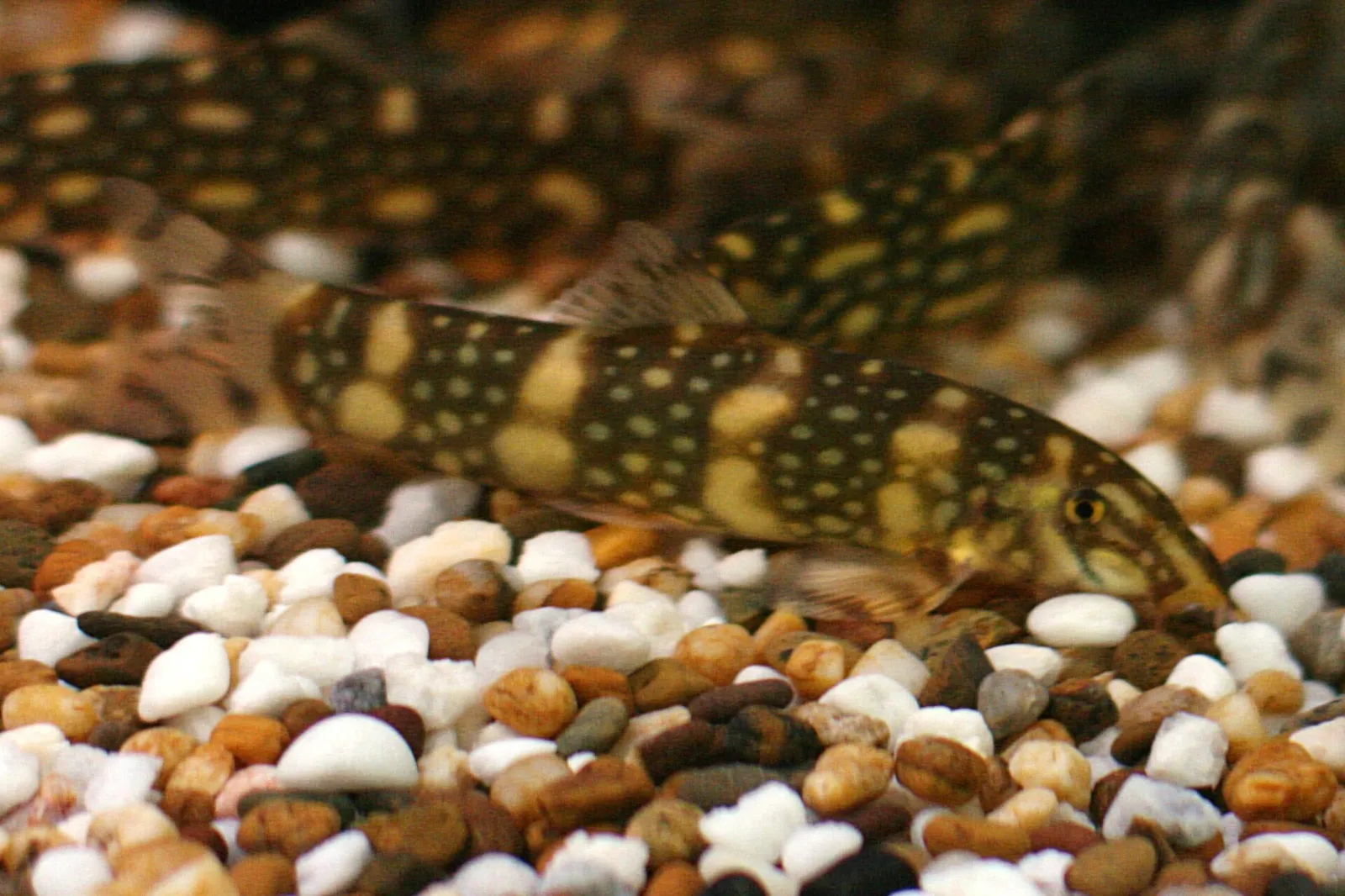 Polka-dot loach (Botia kubotai)