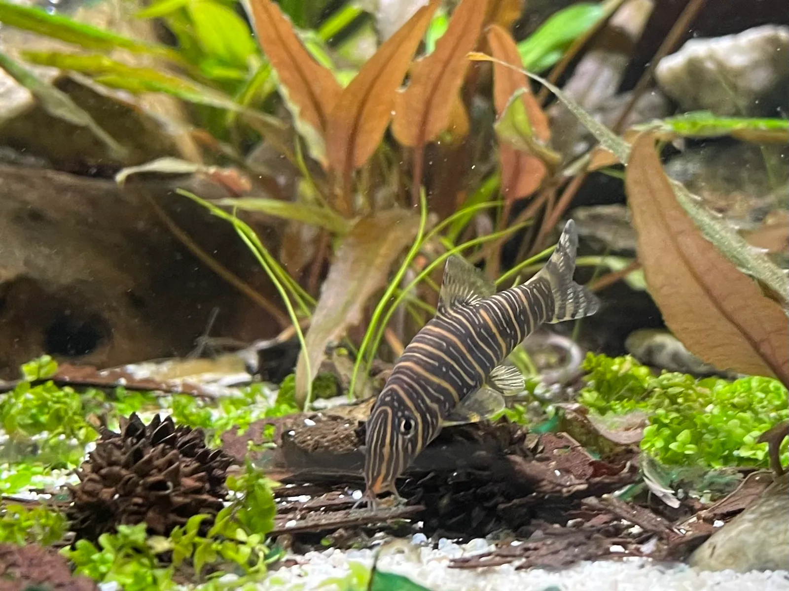 Zebra loach (Botia striata)