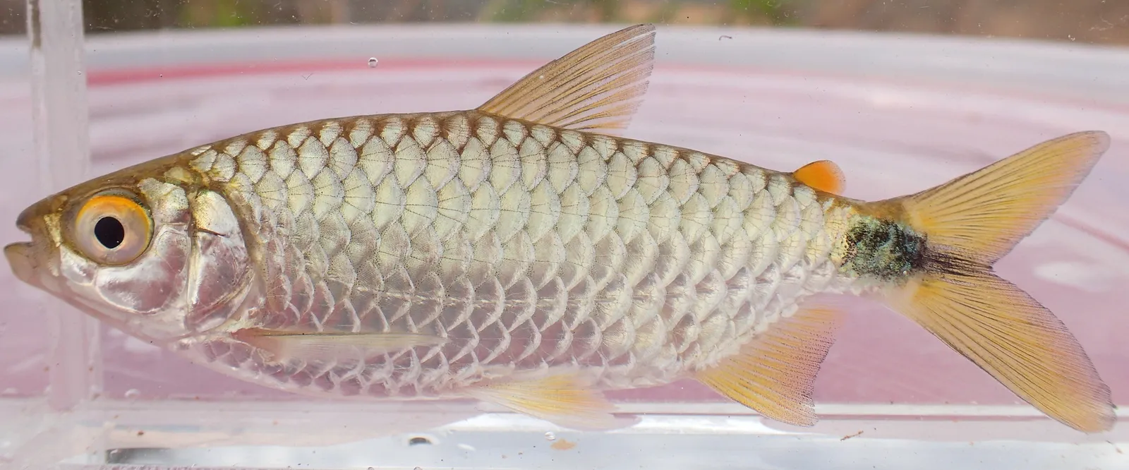 Spot-tail (Brachyalestes imberi)