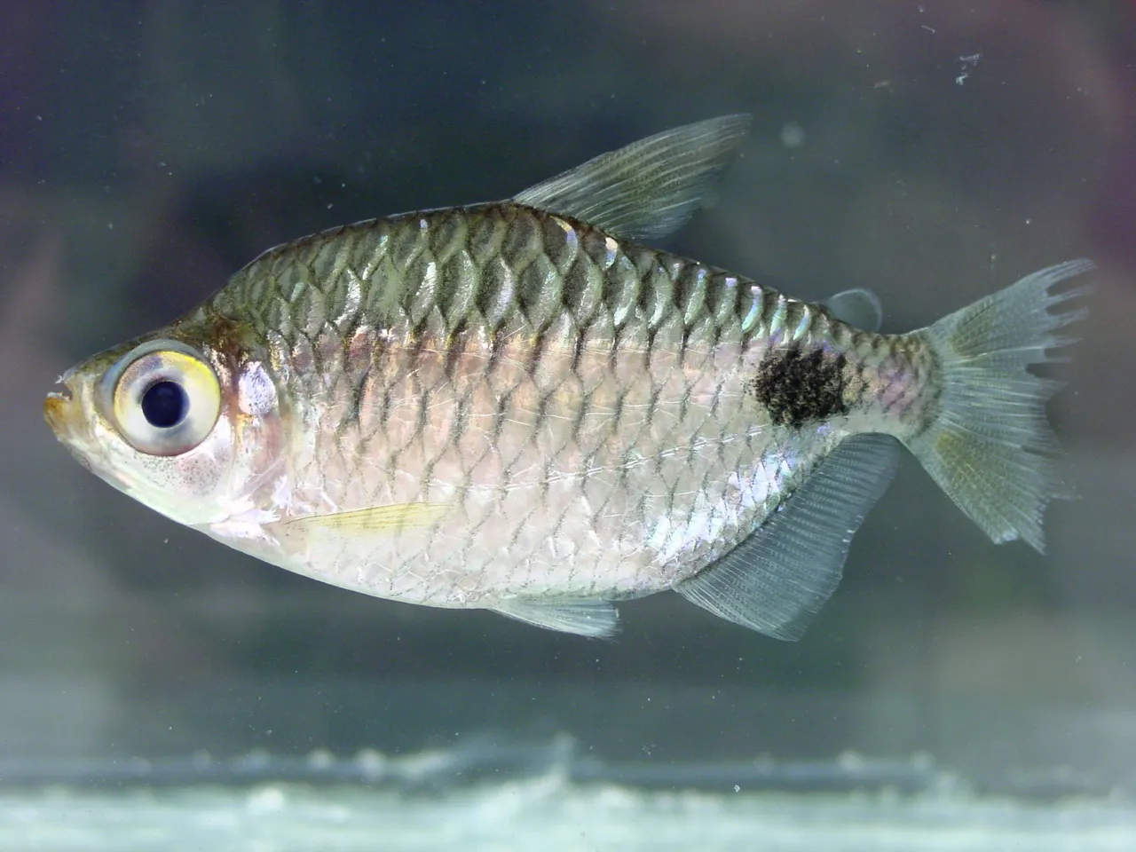 African Spottail Tetra (Brachypetersius altus)