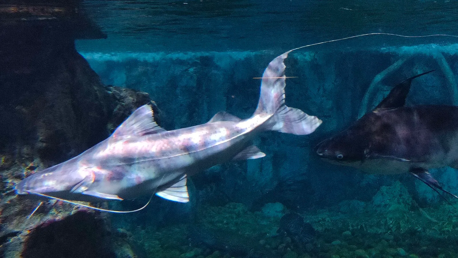 Piraíba (Brachyplatystoma filamentosum)