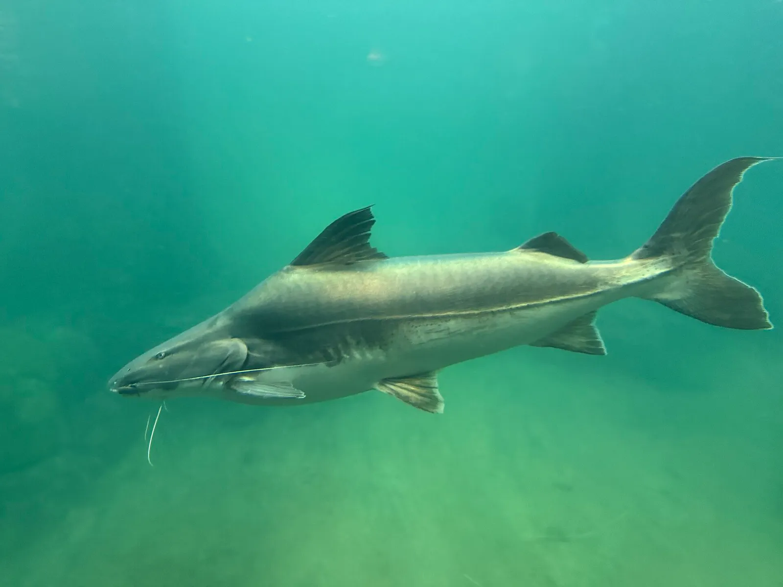 Dorado catfish (Brachyplatystoma rousseauxii)