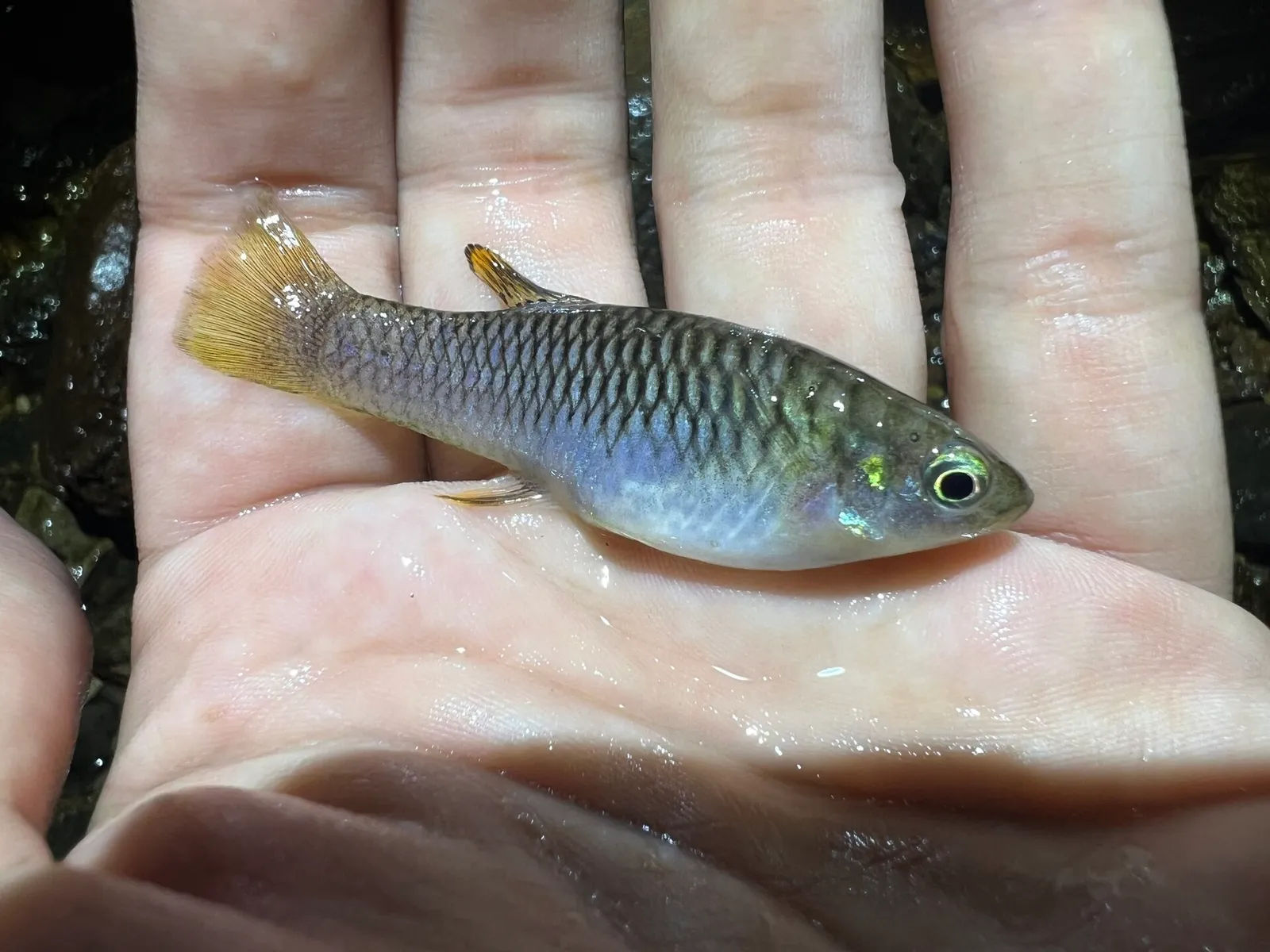 Needle toothcarp (Brachyrhaphis rhabdophora)