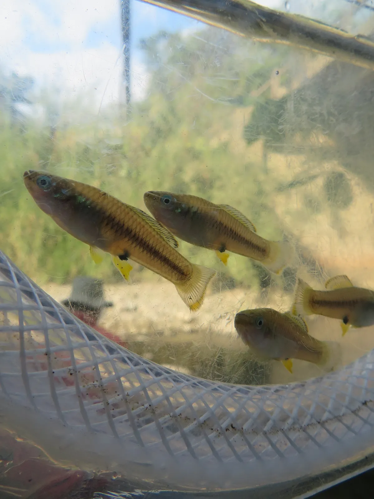 Térraba toothcarp (Brachyrhaphis terrabensis)