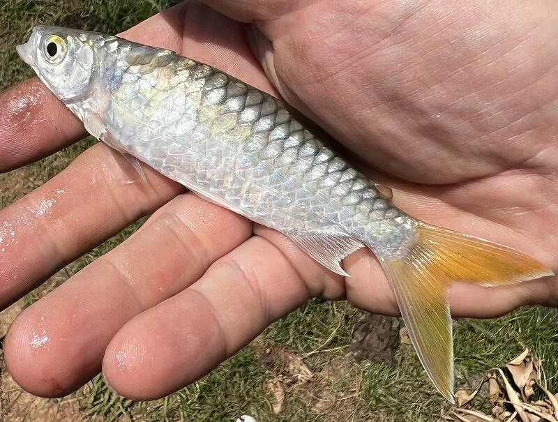 True big-scale tetra (Brycinus macrolepidotus)