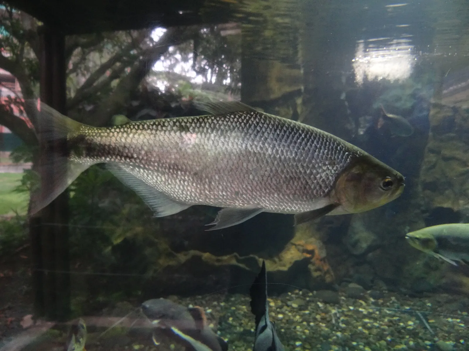 Golden Brycon (Brycon moorei)