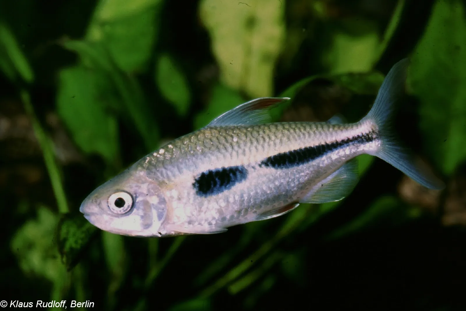 Boulenger's Featherfin Tetra (Bryconaethiops boulengeri)