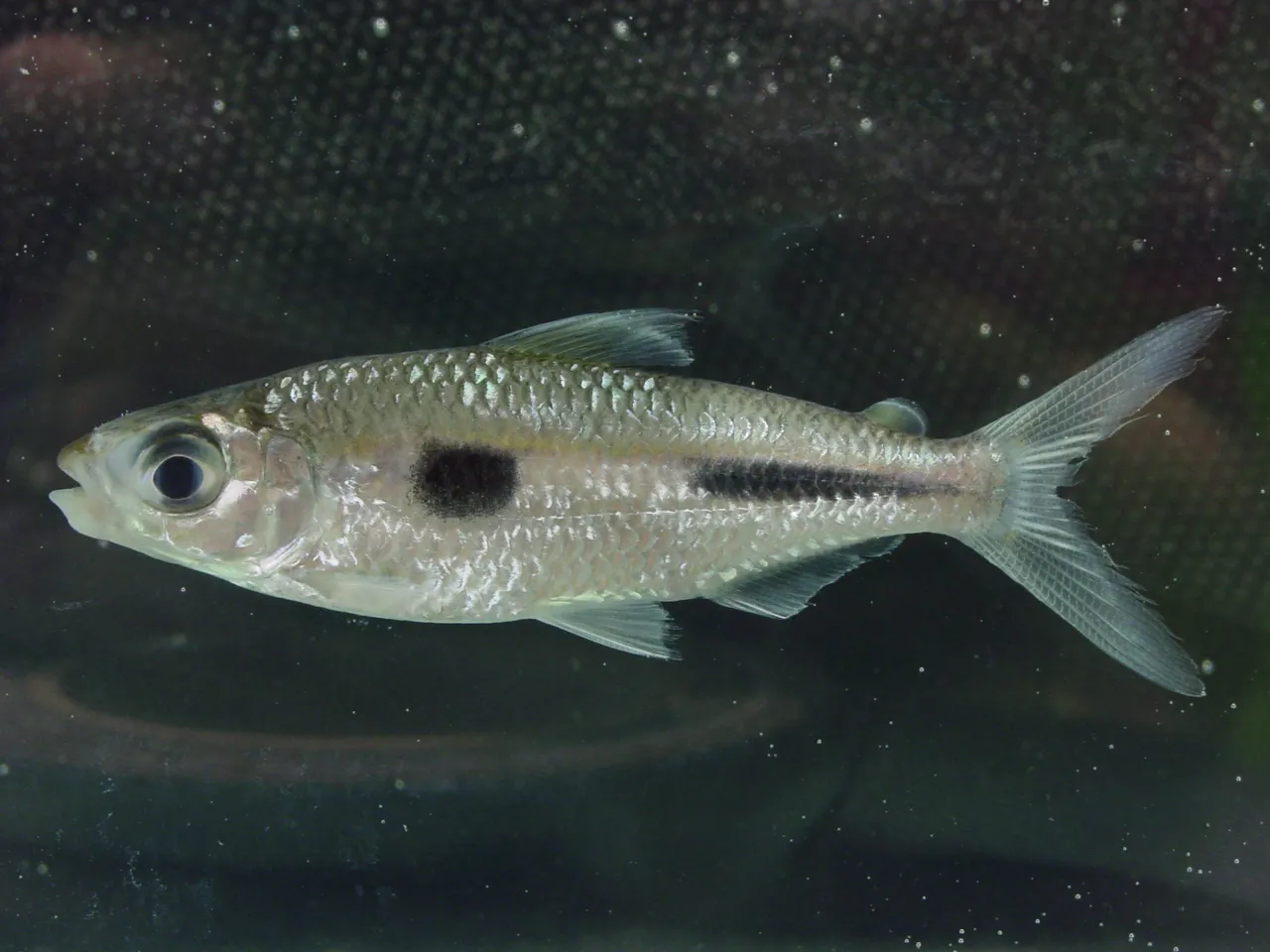 Boulenger's Featherfin Tetra (Bryconaethiops boulengeri)