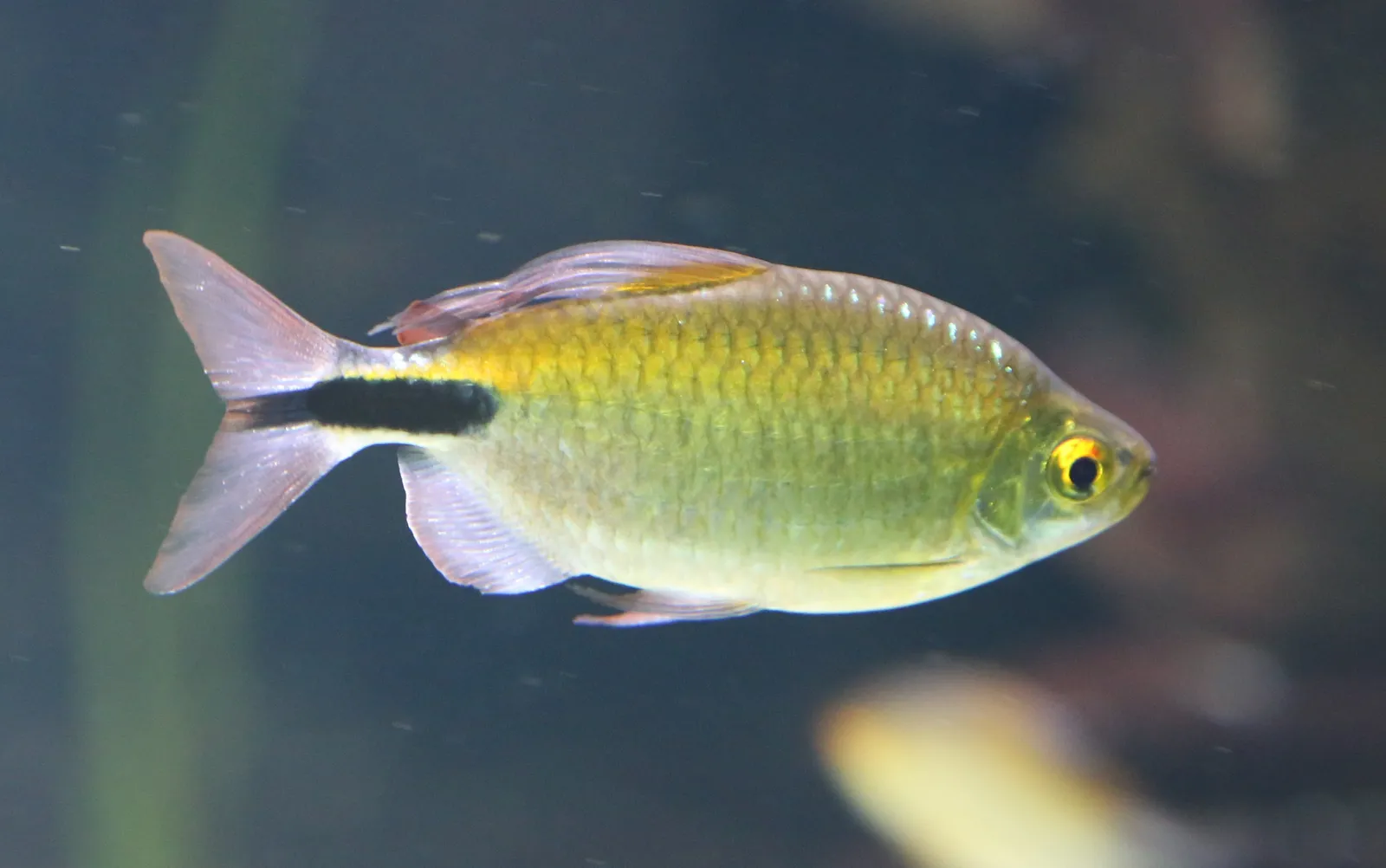 Long-finned tetra (Bryconalestes longipinnis)