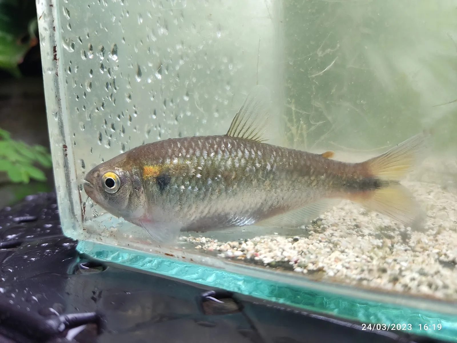 Bryconamericus caucanus