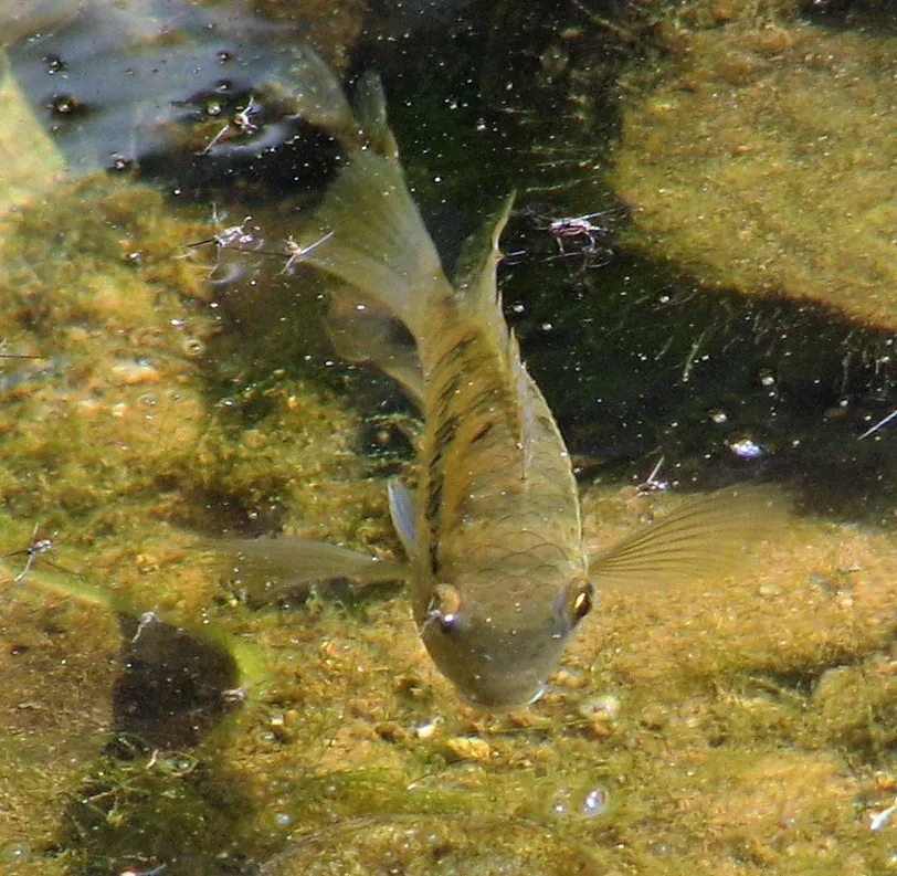 Yellow banded acara (Bujurquina vittata)