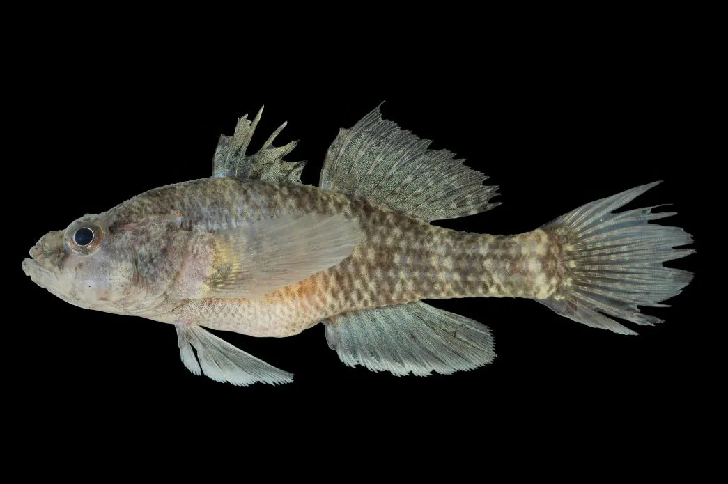 Pitted sleeper (Butis koilomatodon)