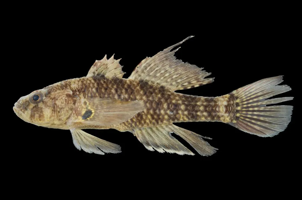 Pitted sleeper (Butis koilomatodon)