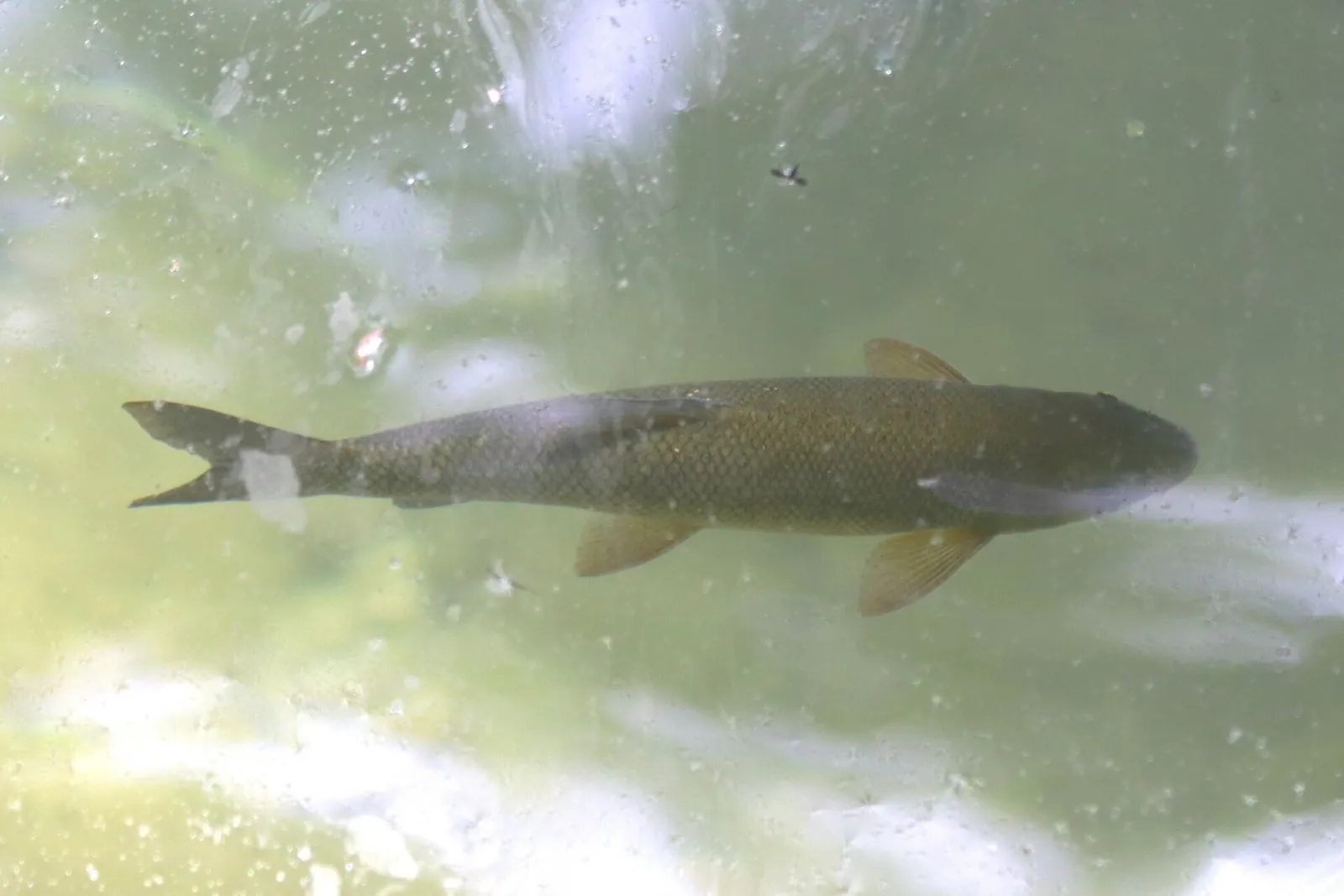 Antalya barb (Capoeta antalyensis)
