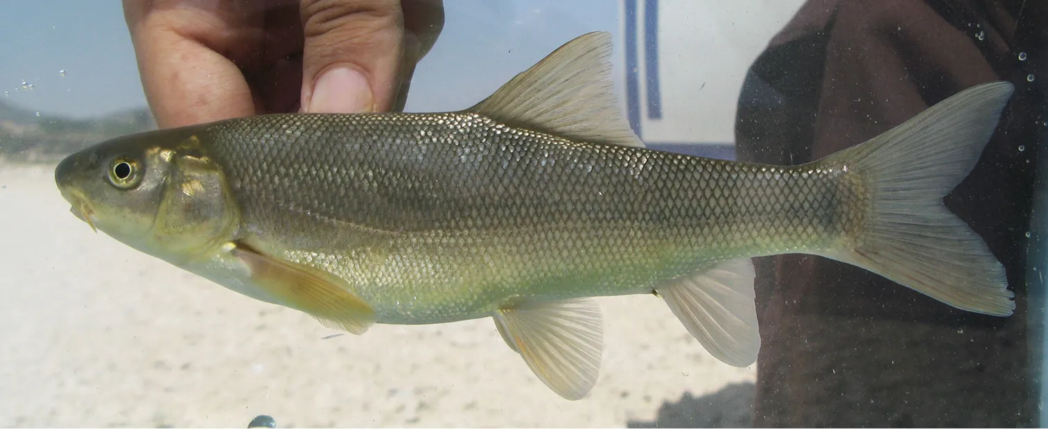 Capoeta coadi