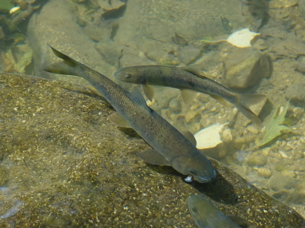 Mesopotamian barb (Capoeta damascina)